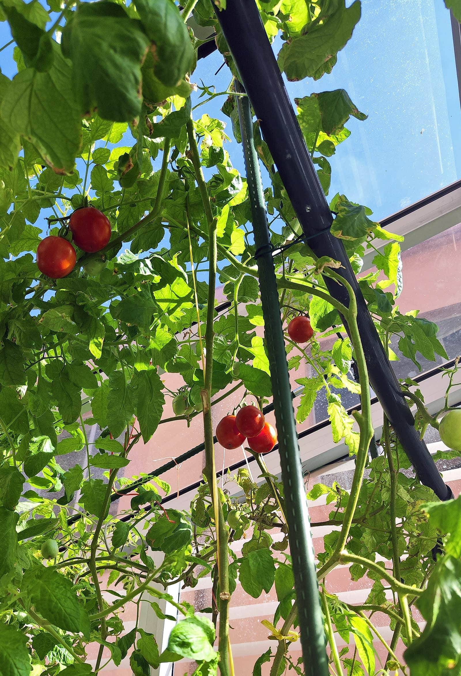 a aeroponica POMODORI 2