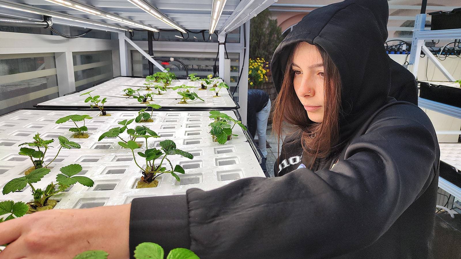Serra aeroponica TRAPIANTO FRAGOLE 2