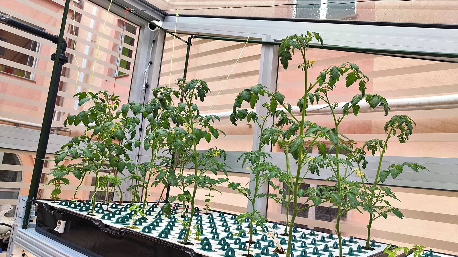 Serra aeroponica PIANTE POMODORI