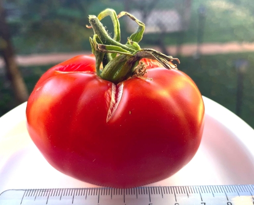 Pomodoro ACE 55 VF-1