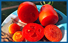 Recensione comparata pomodori