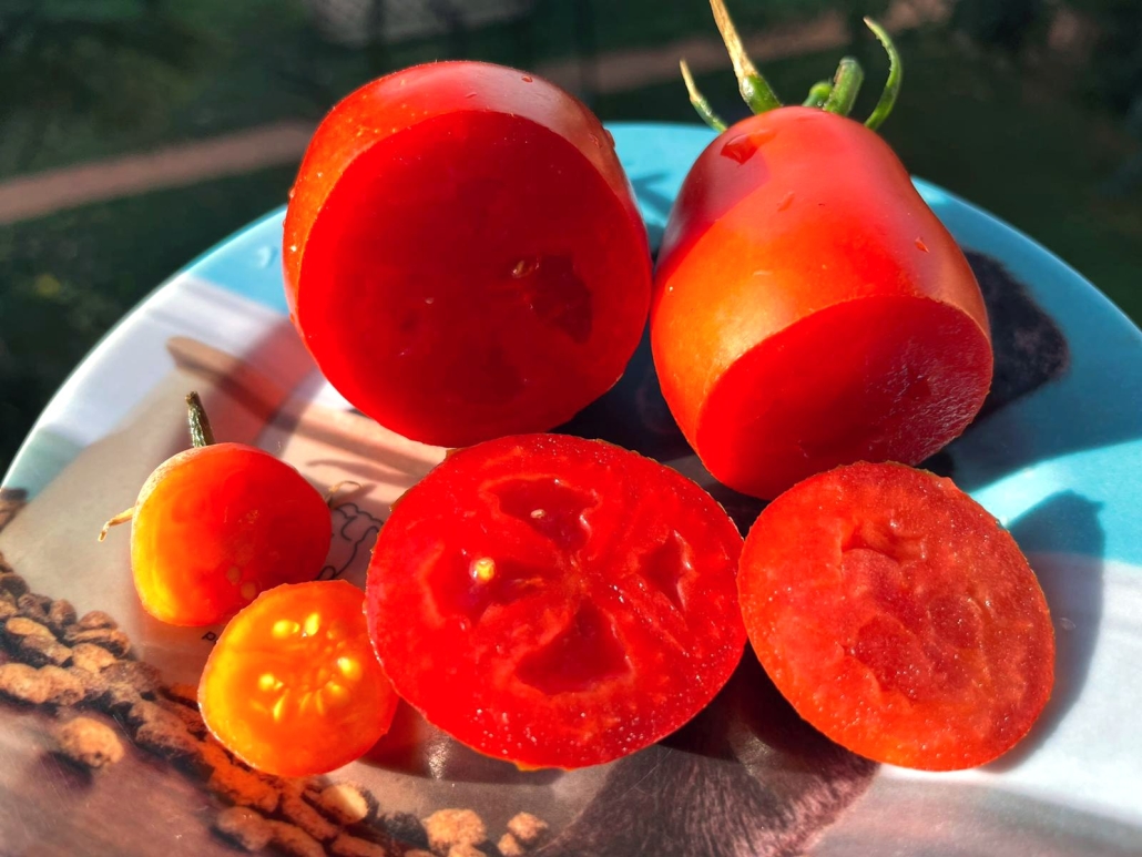 Recensione pomodori ottobre 2025